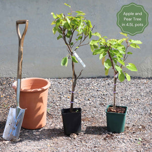 Patio Apple and Pear Trees | Perfect Partners Trained Fruit Trees