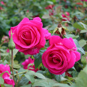 'Antike' Climbing Rose Shrubs