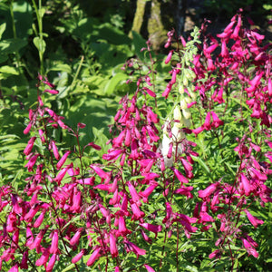 Penstemon 'Garnet' Perennial Bedding