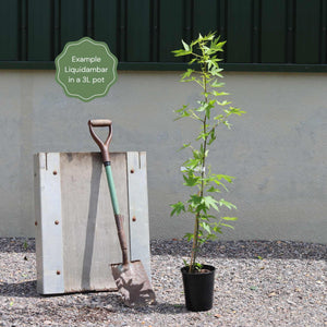 Sweetgum Tree | Liquidambar styraciflua 'Lane Roberts' Ornamental Trees