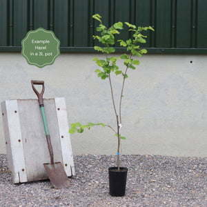 Corkscrew Hazel | Corylus avellana 'Contorta' Ornamental Trees