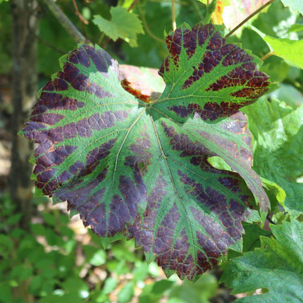 Ornamental Grape Vine | Vitis 'Brant' Climbing Plants