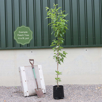 'Peche de Vigne' Bloody Peach Tree Fruit Trees