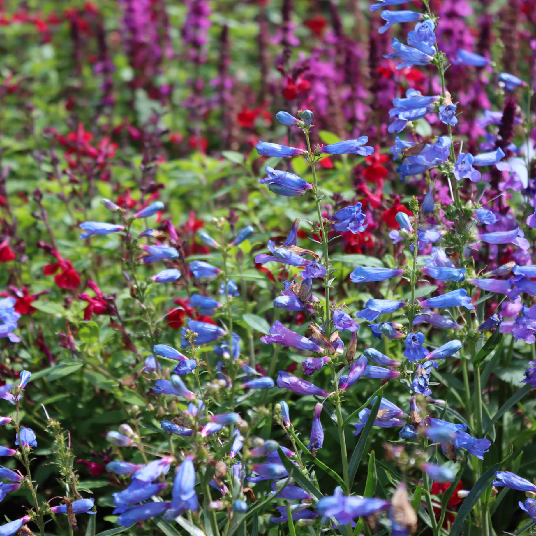 Penstemon 'Electric Blue'