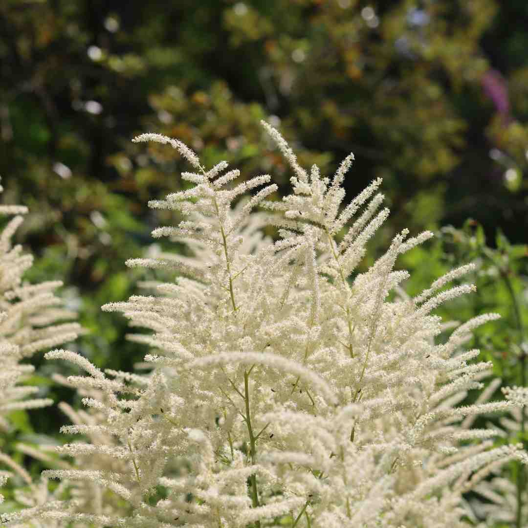 Astilbe 'Ellie' – Roots Plants