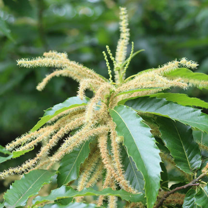 Sweet Chestnut Hedging | Castanea sativa Shrubs