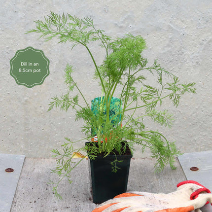 Dill Plant Vegetables