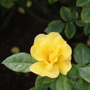 'Apple Jack' Floribunda Rose Shrubs