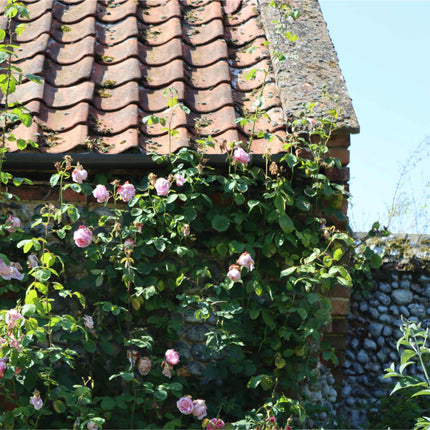 'My Beloved Mother' Shrub Rose Shrubs