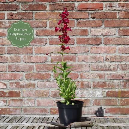 Delphinium 'Rose White Bee' Perennial Bedding