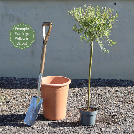 The Best Tree Gifts Trained Fruit Trees