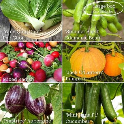 Adventurer's Allotment in a Box | Unusual Vegetables Collection Vegetables