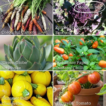 Adventurer's Allotment in a Box | Unusual Vegetables Collection Vegetables