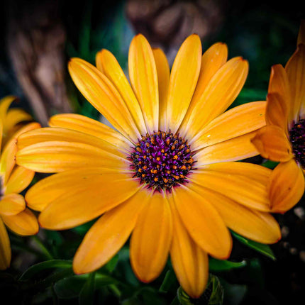 Osteospermum 'Serenity Sunshine Beauty'