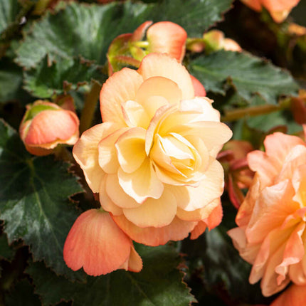 Begonia 'Fragrant Falls Peach' Perennial Bedding