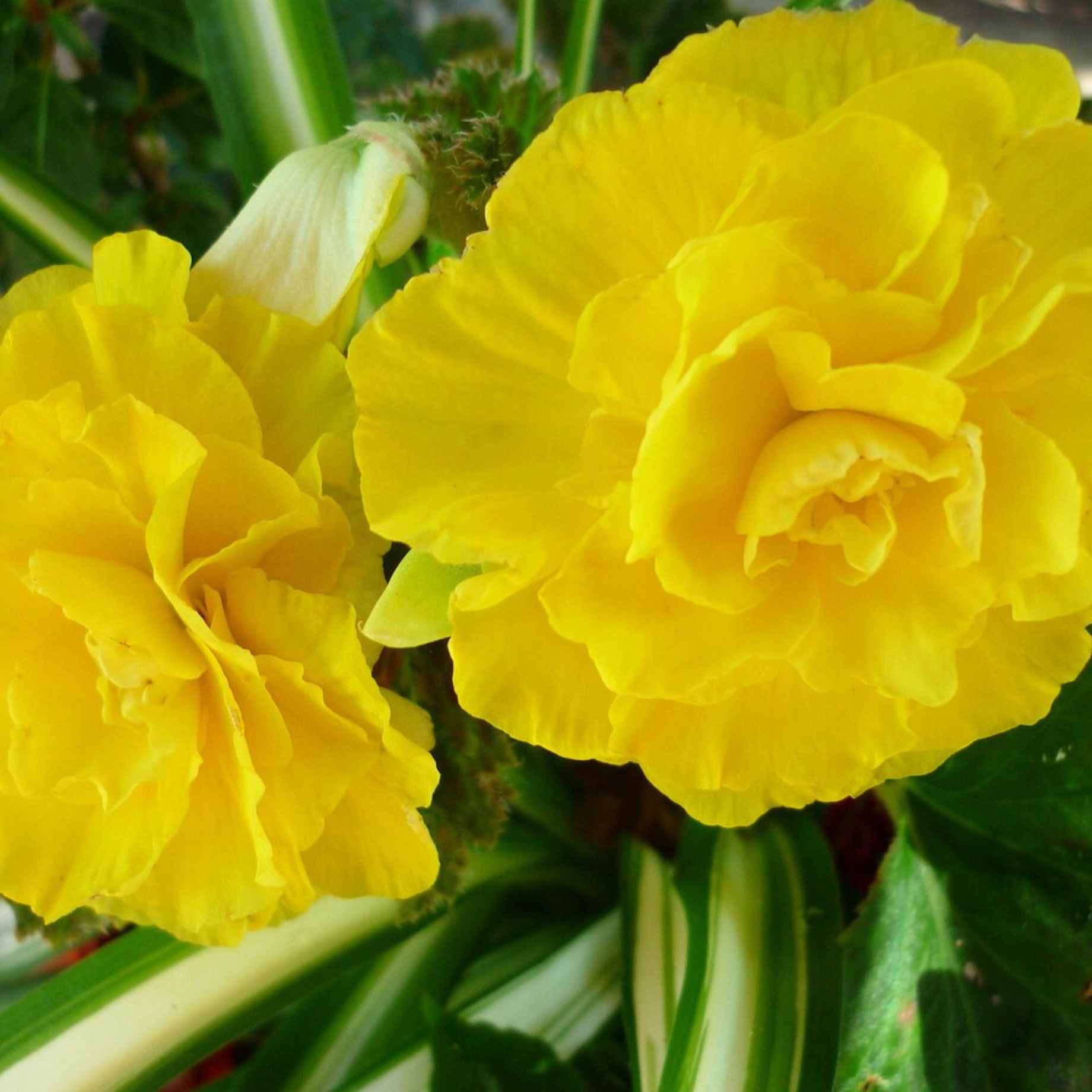 Begonia 'Sunpleasure Yellow'