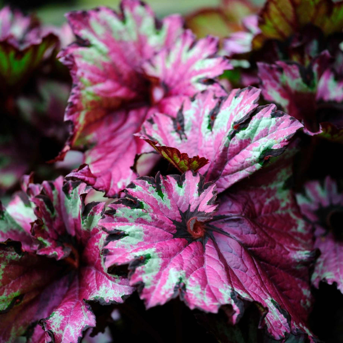 Begonia 'Bewitched Night Owl' – Roots Plants