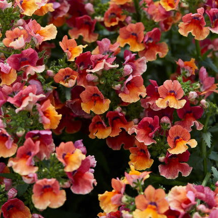 Nemesia 'Nesia Tropical' Perennial Bedding