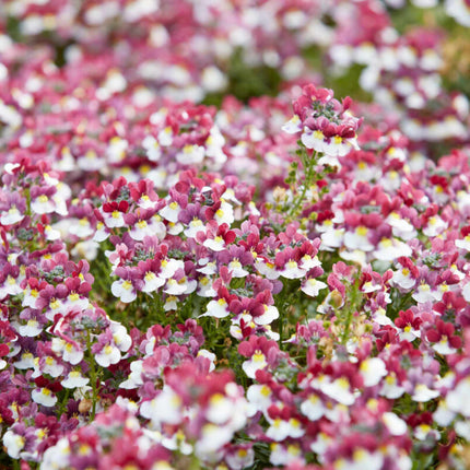 Nemesia 'Sunpeddle Painted Rose' Perennial Bedding