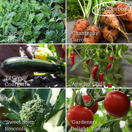 Allotment in a Box | Best Vegetables Collection Vegetables