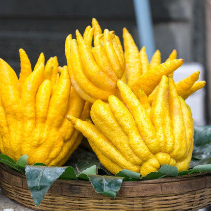 Hand of Buddha Citron Tree | Citrus medica digitata Soft Fruit