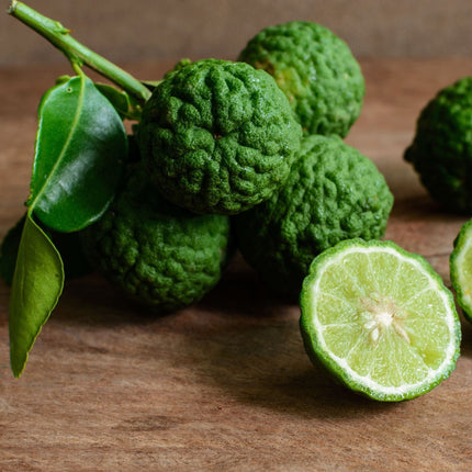 Makrut Lime Tree | Citrus hystrix Soft Fruit