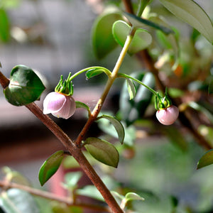 Chilean Guava | Ugni molinae Soft Fruit