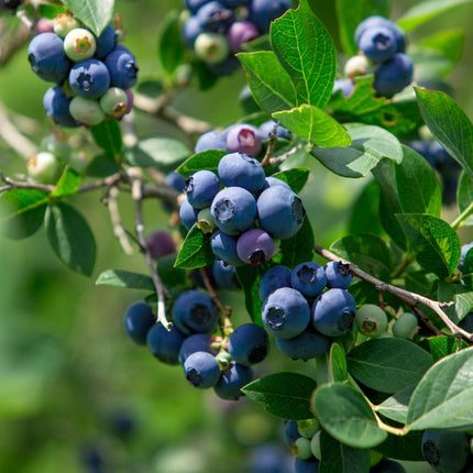 'Bluecrop' Blueberry Bush Soft Fruit