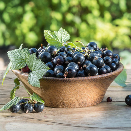 'Big Ben' Blackcurrant Bush Soft Fruit