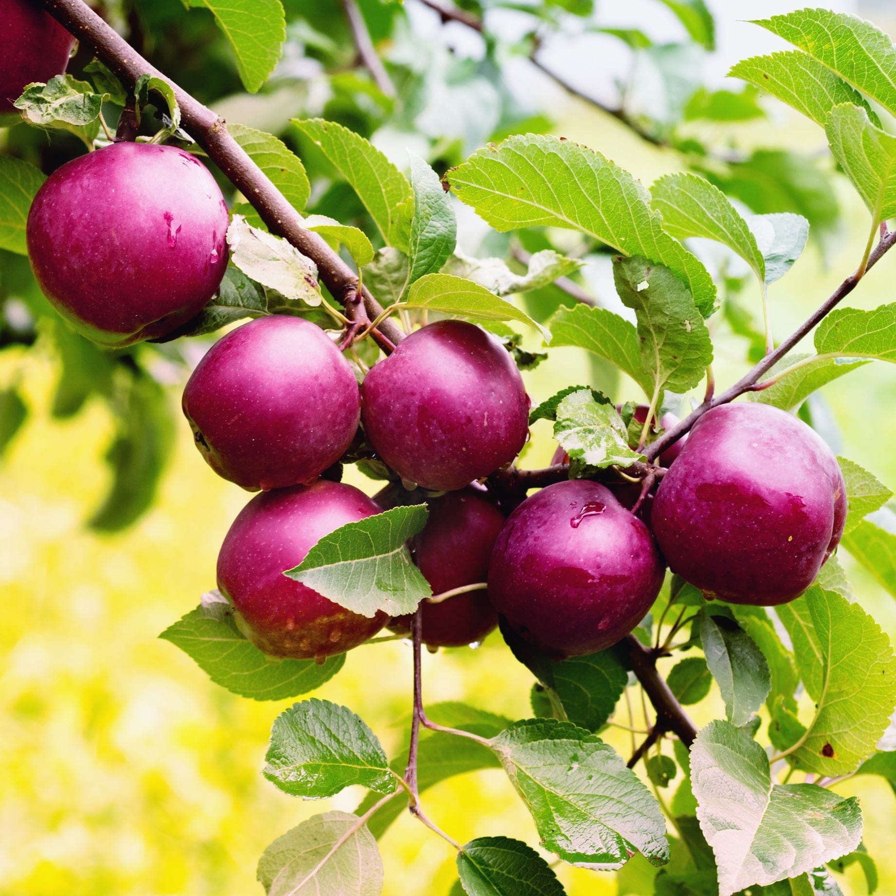 'Spartan' Apple Tree