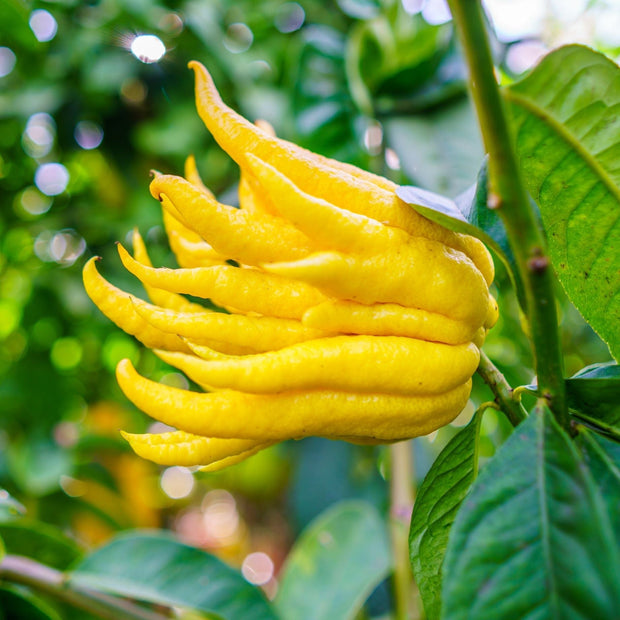 Hand of Buddha Citron Tree | Citrus medica digitata Soft Fruit