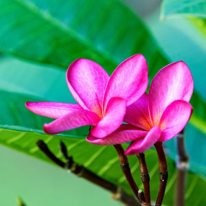 Stephen Jasmine | Jasminum x stephanense Climbing Plants