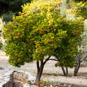 Strawberry Tree | Arbutus unedo Ornamental Trees