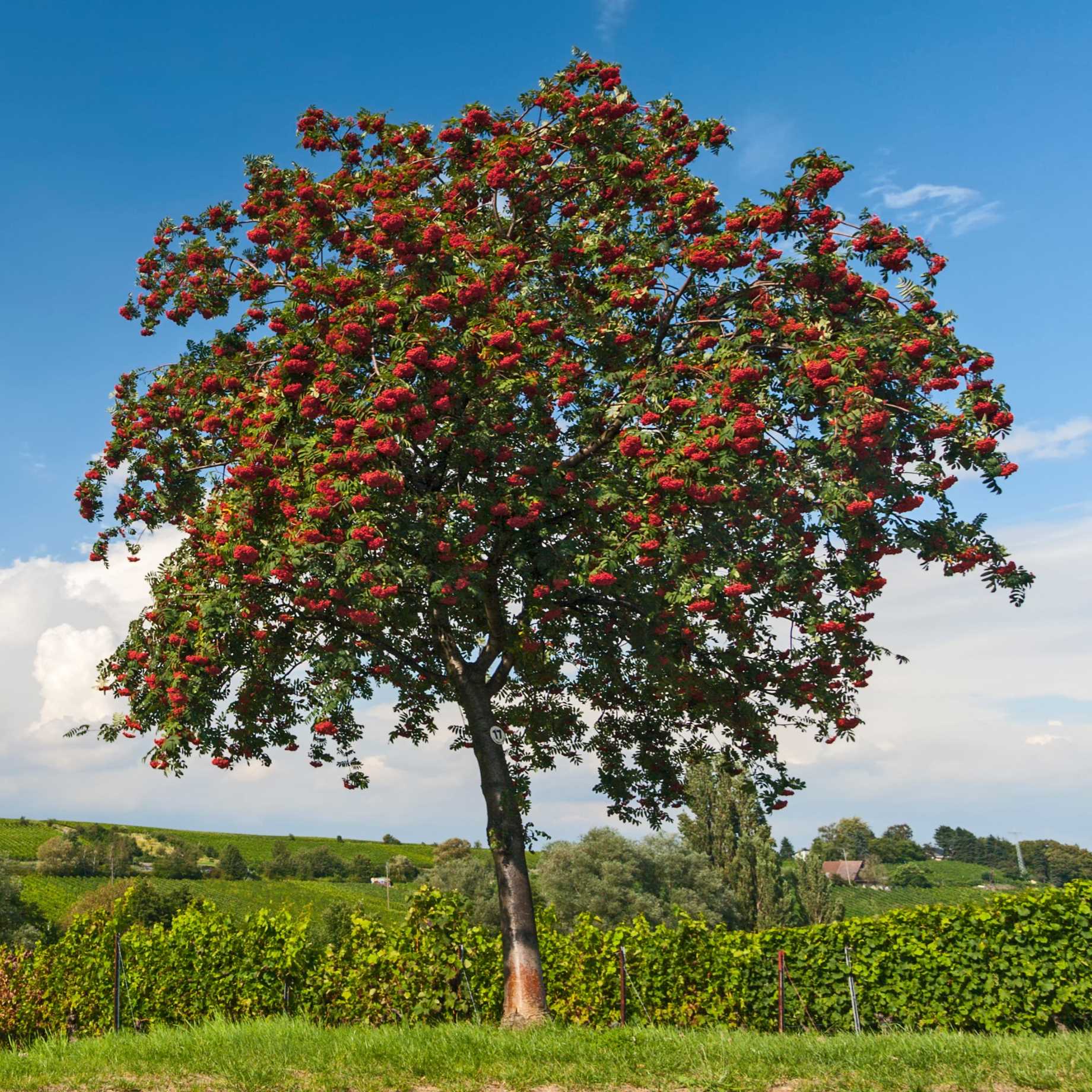 Mountain Ash Rowan Tree | Sorbus aucuparia 'Aspleniifolia'