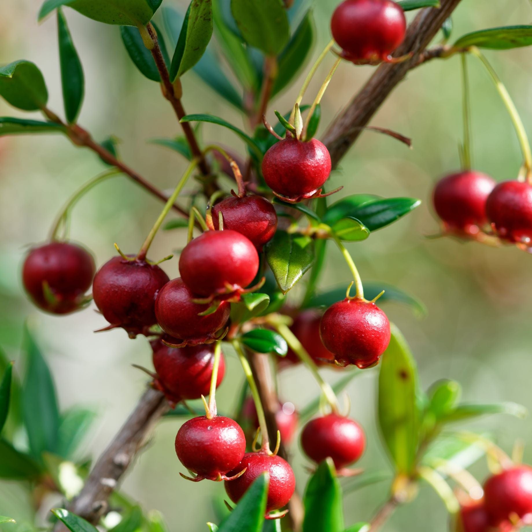 Chilean Guava | Ugni molinae