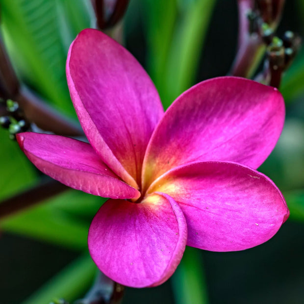 Stephen Jasmine | Jasminum x stephanense Climbing Plants