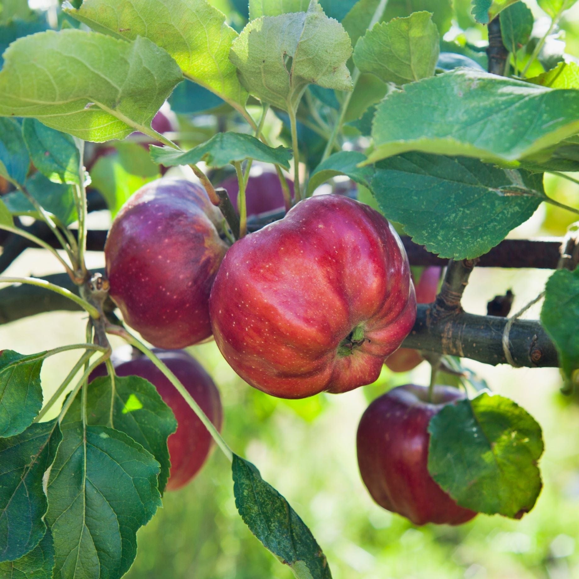 Bloody Ploughman' Apple Tree