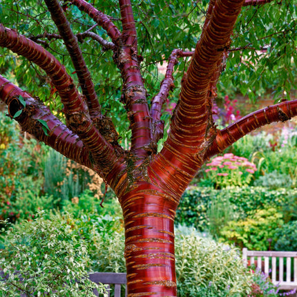 Single Stem Tibetan Cherry Tree | Prunus Serrula Ornamental Trees