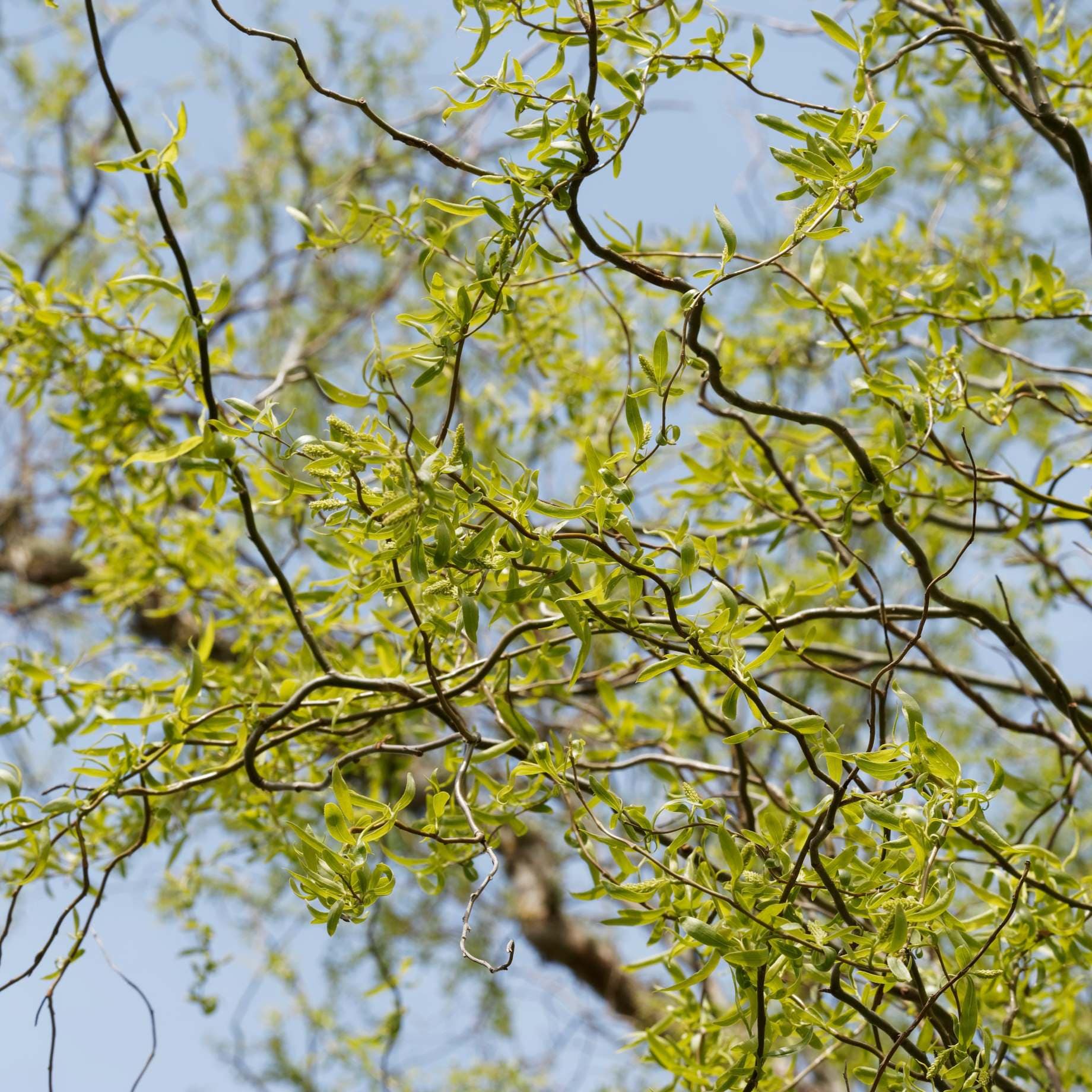 Corkscrew Willow | Salix matsudana 'Tortuosa'