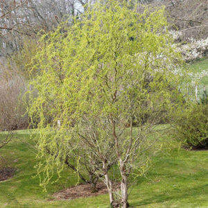 Corkscrew Willow | Salix matsudana 'Tortuosa' Ornamental Trees