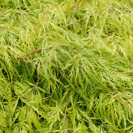 Japanese Maple Tree | Acer palmatum dissectum 'Flavescens' Ornamental Trees