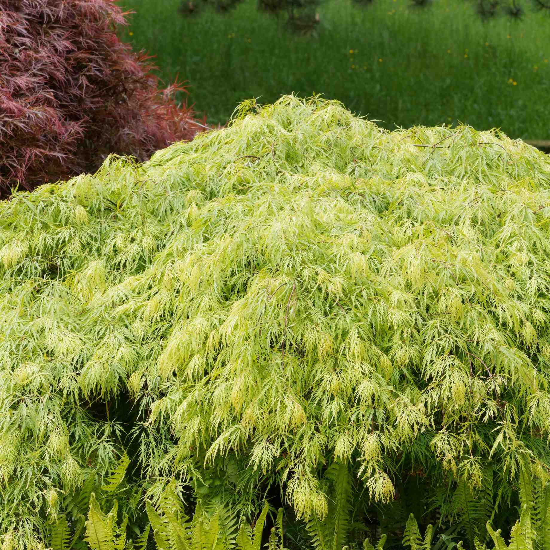 Japanese Maple Tree | Acer palmatum dissectum 'Flavescens'