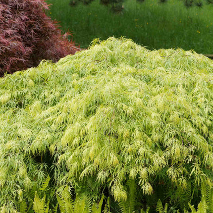 Japanese Maple Tree | Acer palmatum dissectum 'Flavescens' Ornamental Trees