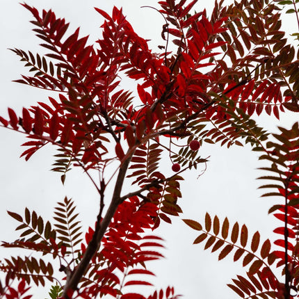 Vilmorin's Rowan Tree | Sorbus vilmorinii Ornamental Trees