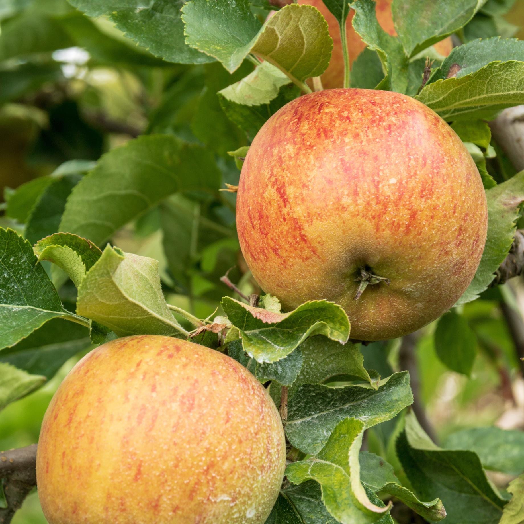 'Rubinette' Apple Tree