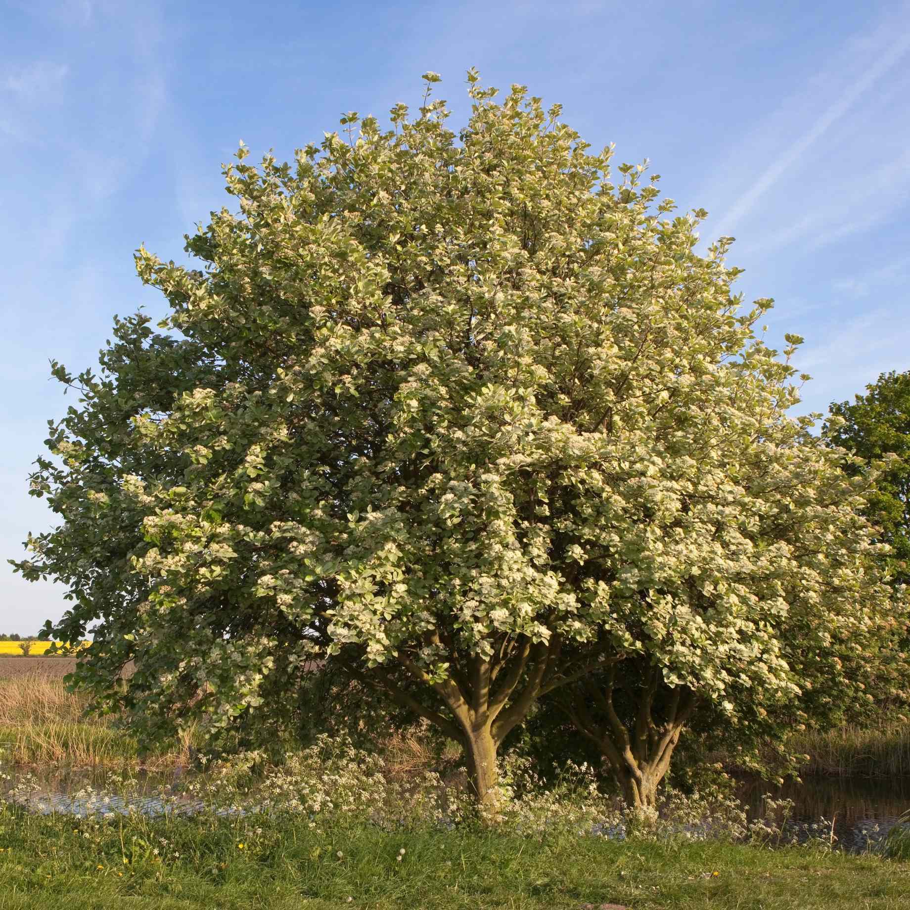 Whitebeam Tree | Sorbus aria 'Lutescens'