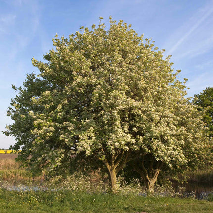 Whitebeam Tree | Sorbus aria 'Lutescens' Ornamental Trees