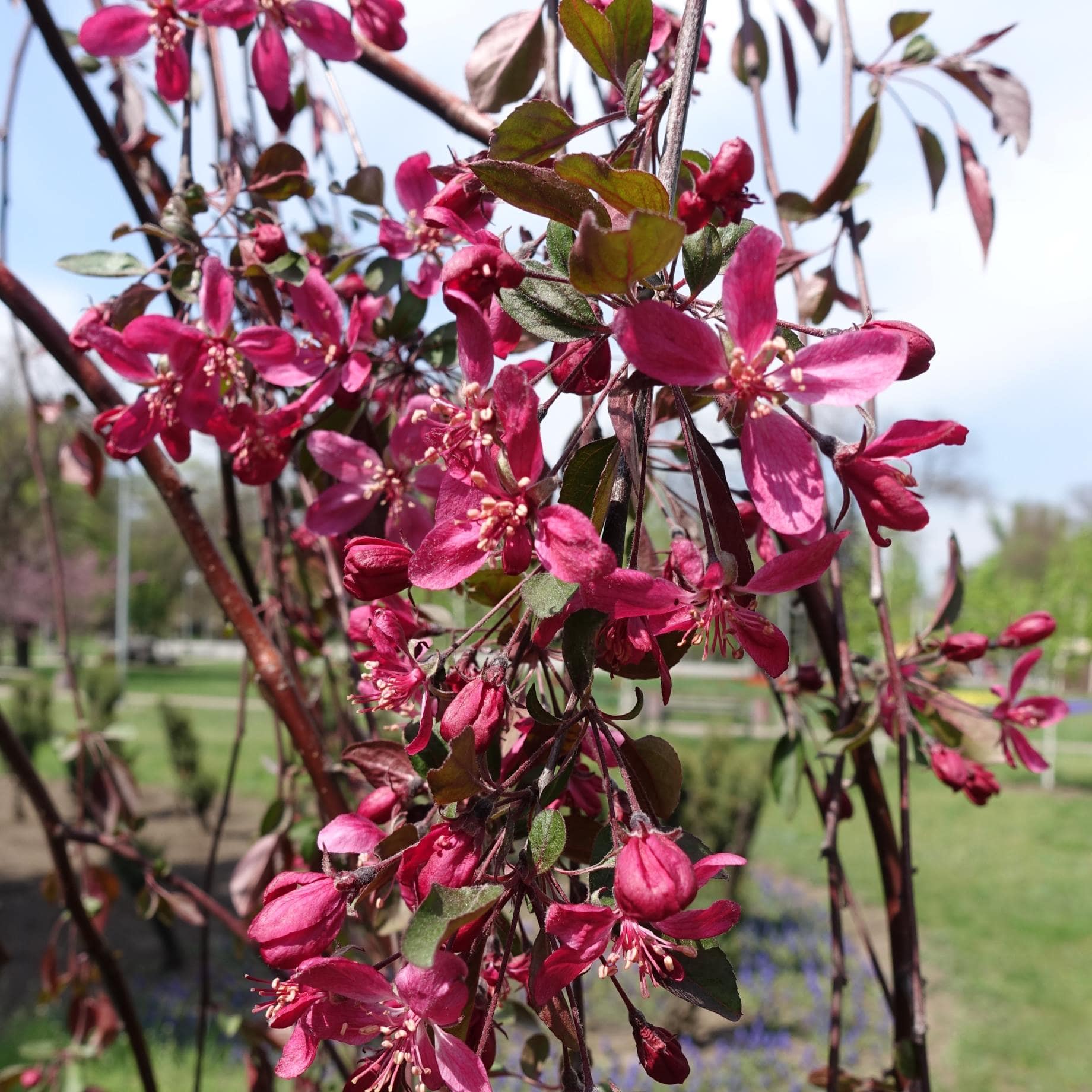 Purple Weeping Crabapple Tree | Malus 'Royal Beauty'