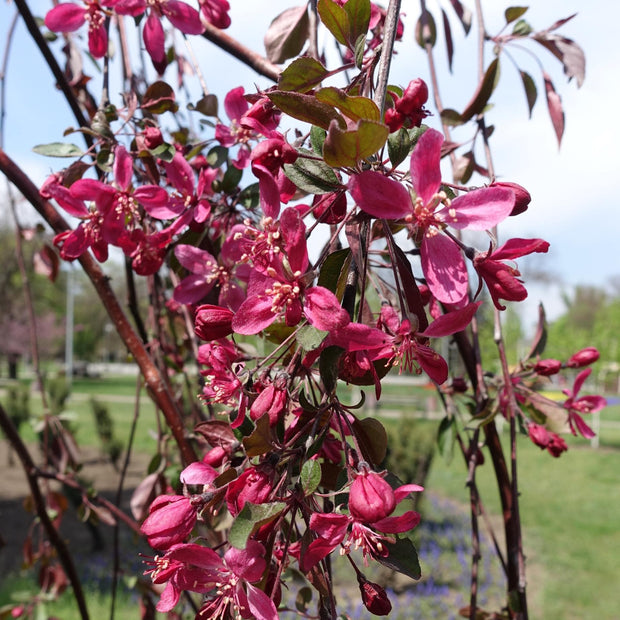 Purple Weeping Crabapple Tree | Malus 'Royal Beauty' Ornamental Trees