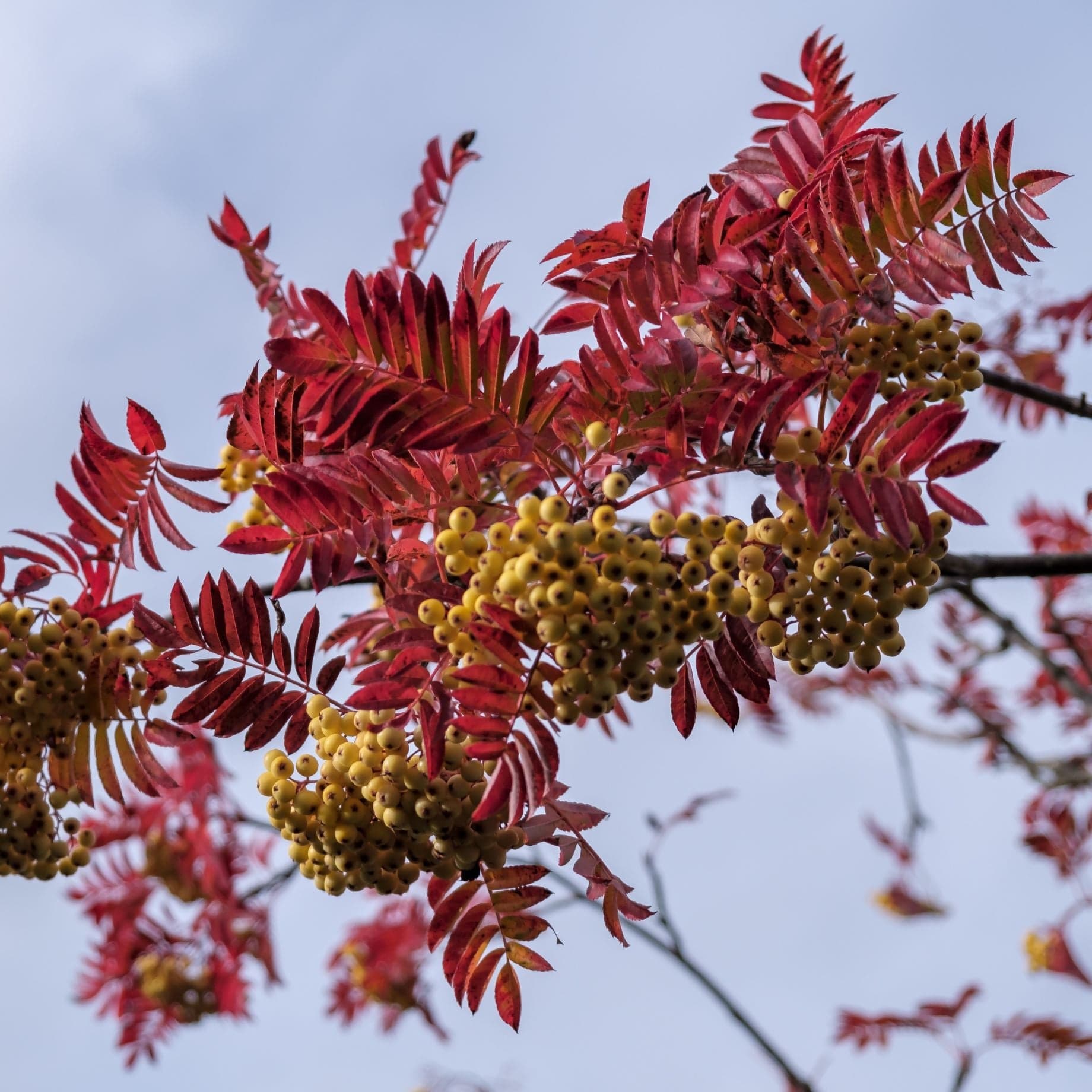 'Joseph Rock' Rowan Tree | Sorbus